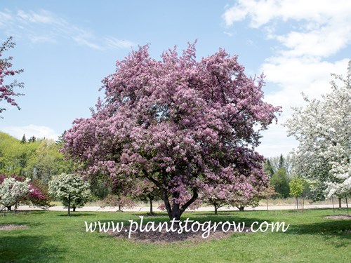 Makamik Ornamental Crabapple (Malus)
(April 24)